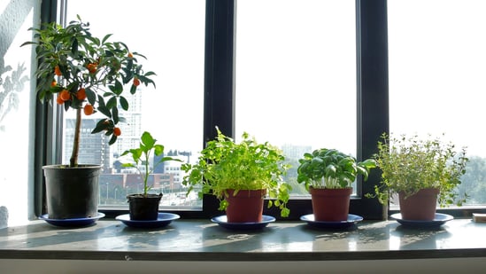 Garden-window-home-improvement-tips