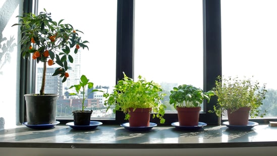 6 Best Indoor Herbs To Grow In Your Garden Window